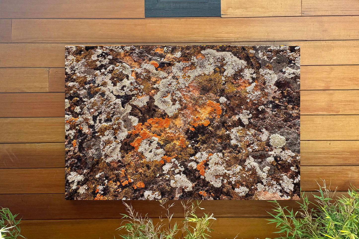 Cosmic Lichen 7 Fine Art Photograph Wrapped Canvas