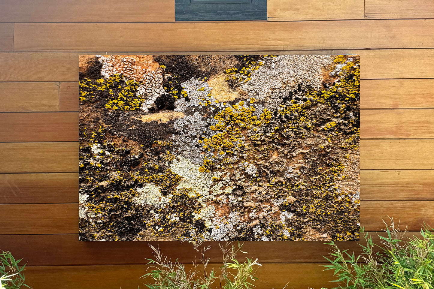 Cosmic Lichen 6 Fine Art Photograph Wrapped Canvas