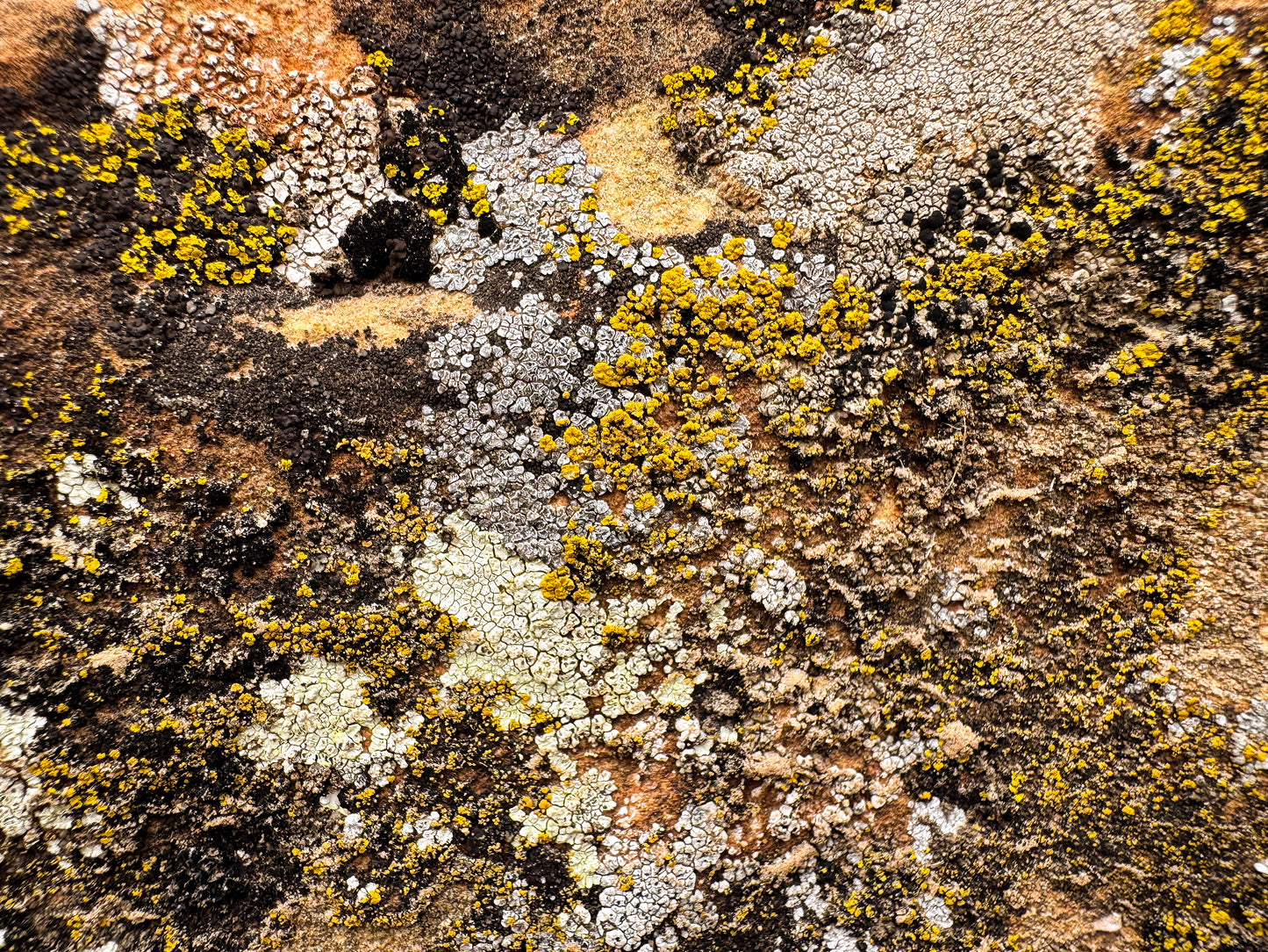 Cosmic Lichen 6 Fine Art Photograph Wrapped Canvas
