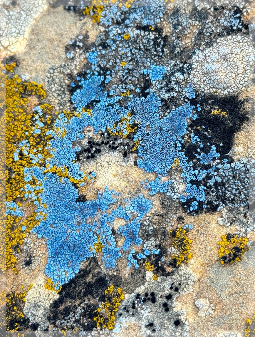 Cosmic Lichen 3 Fine Art Photograph Wrapped Canvas