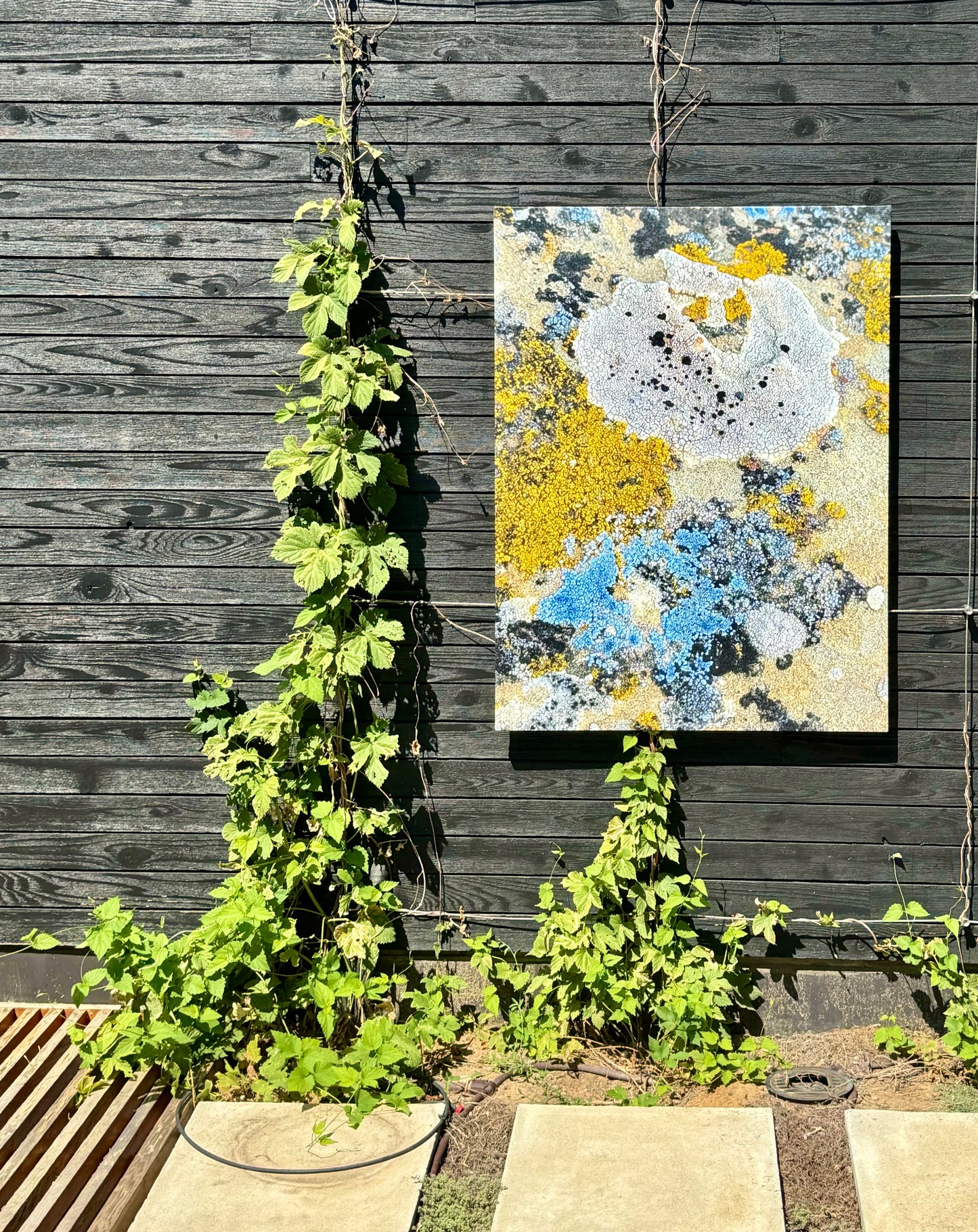 Cosmic Lichen 2 Fine Art Photograph Wrapped Canvas