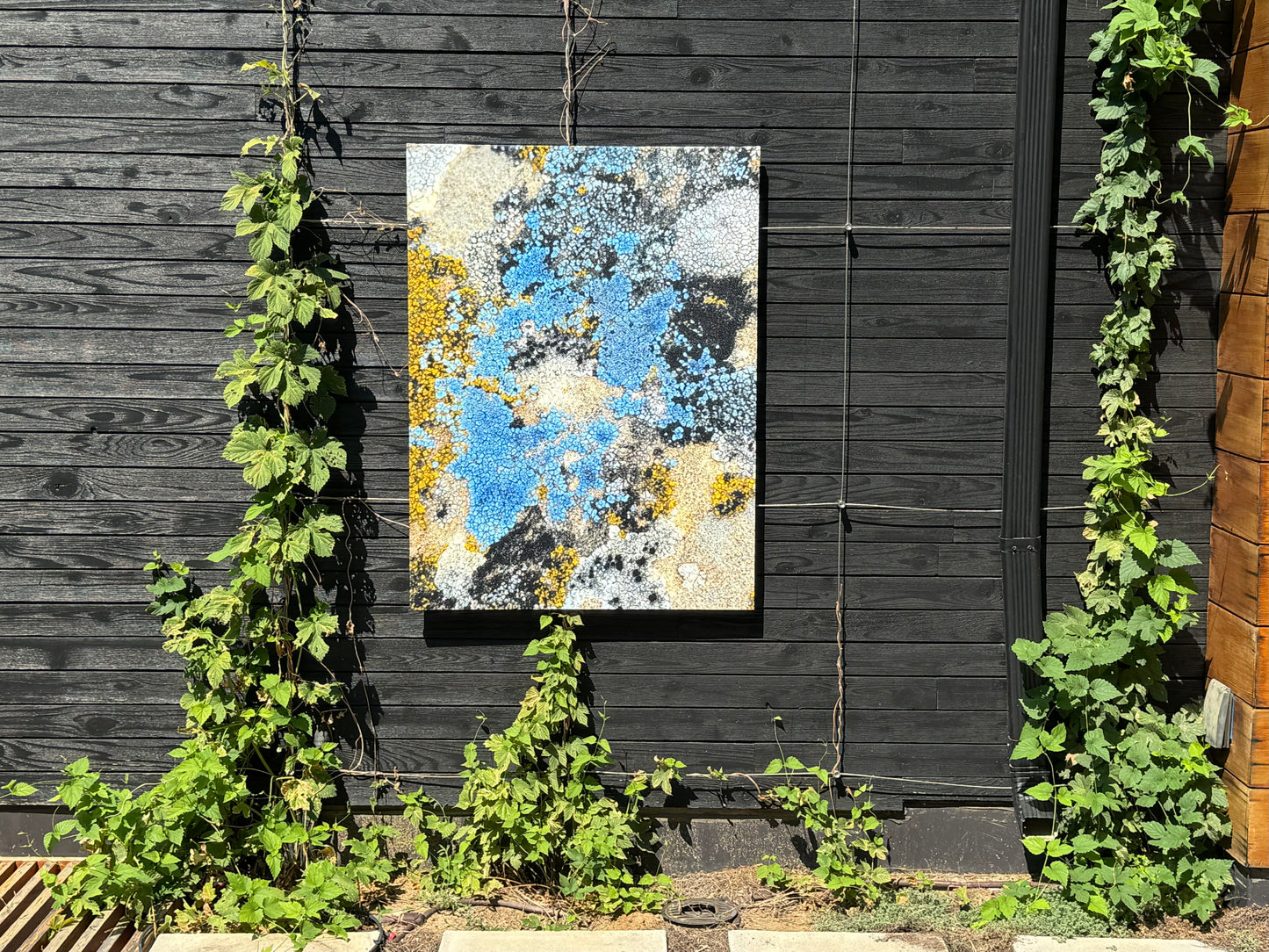 Cosmic Lichen 3 Fine Art Photograph Wrapped Canvas