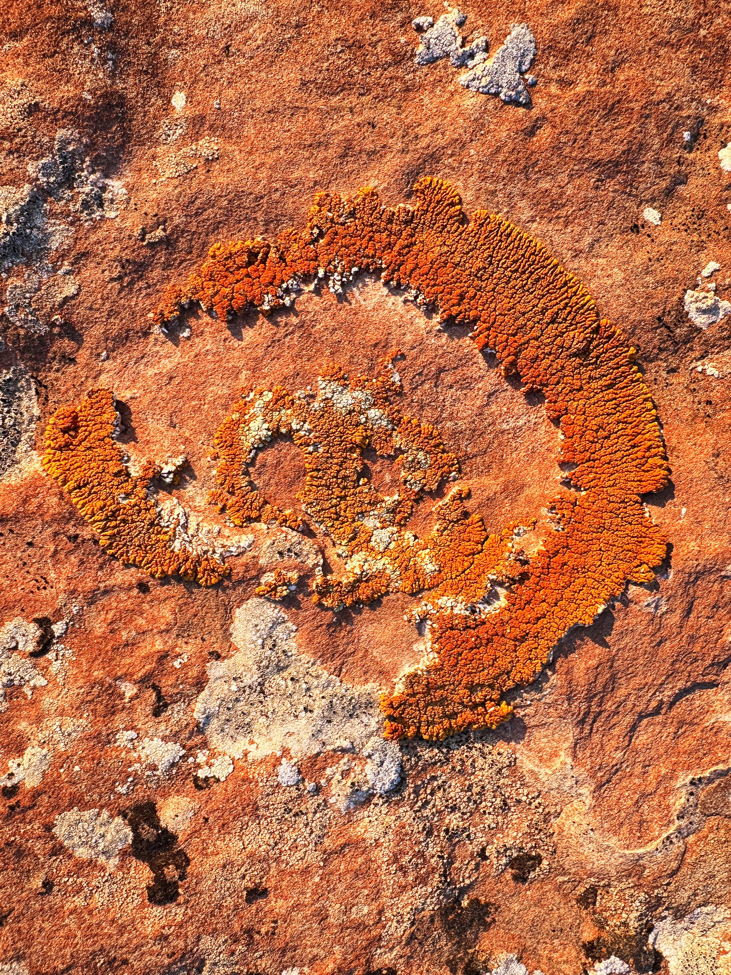 Cosmic Lichen 8 Fine Art Photograph Wrapped Canvas