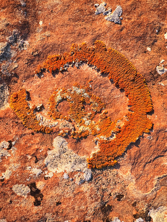 Cosmic Lichen 8 Fine Art Photograph Wrapped Canvas
