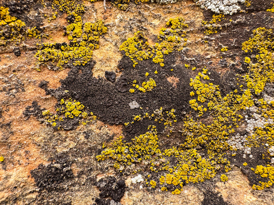 Cosmic Lichen 4 Fine Art Photograph Wrapped Canvas