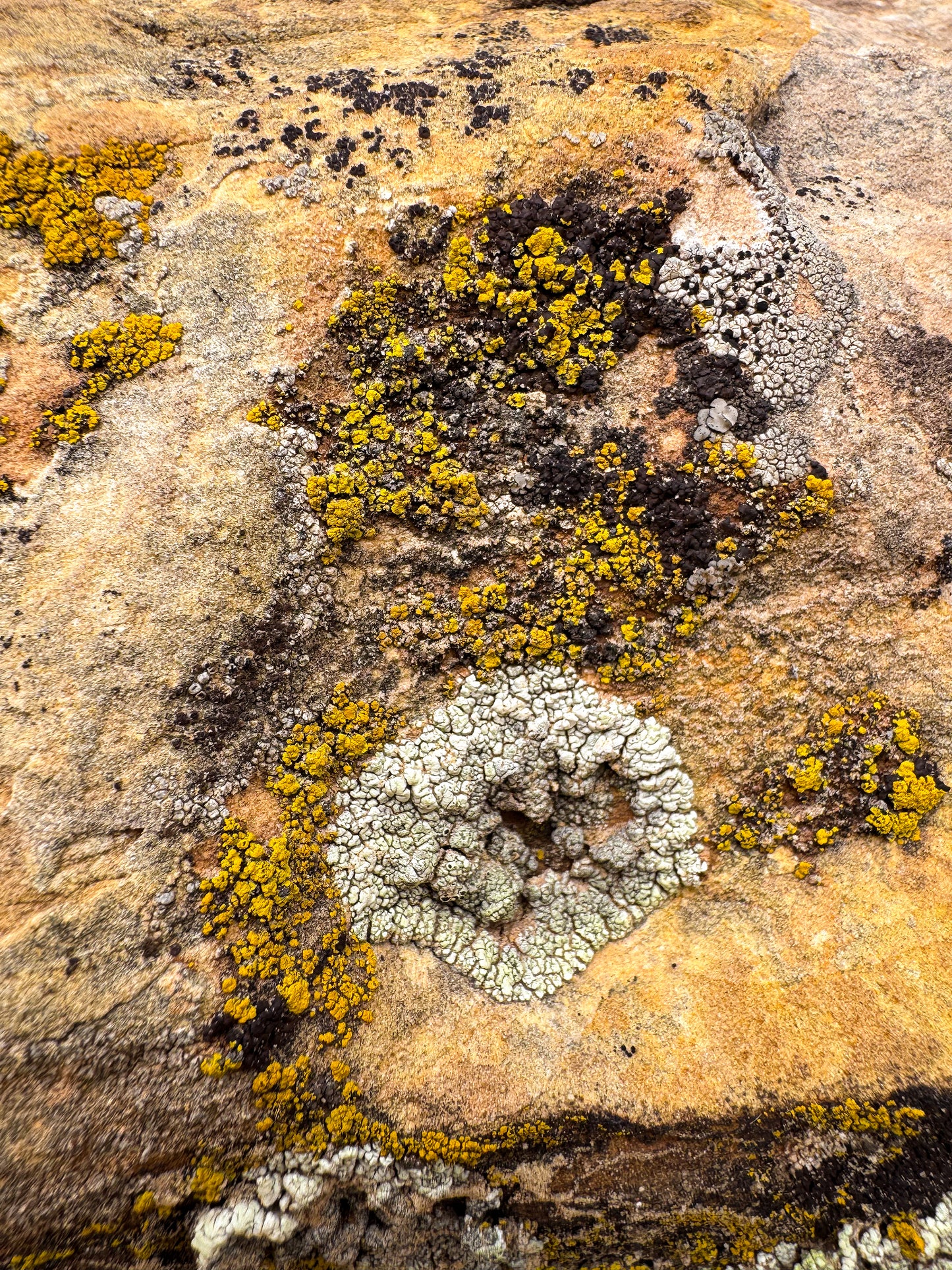 Cosmic Lichen 5 Fine Art Photograph Wrapped Canvas
