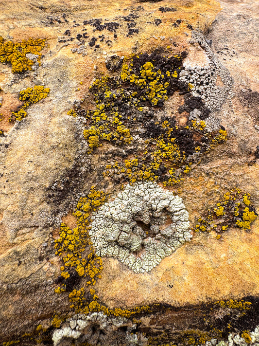 Cosmic Lichen 5 Fine Art Photograph Wrapped Canvas