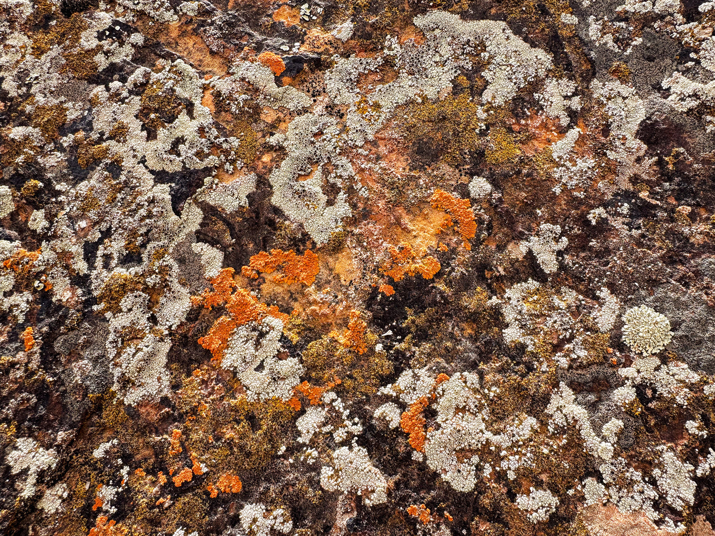Cosmic Lichen 7 Fine Art Photograph Wrapped Canvas
