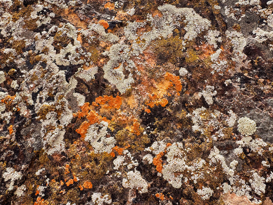 Cosmic Lichen 7 Fine Art Photograph Wrapped Canvas