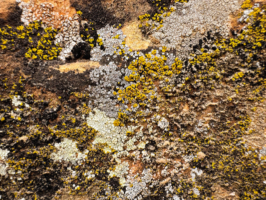 Cosmic Lichen 6 Fine Art Photograph Wrapped Canvas