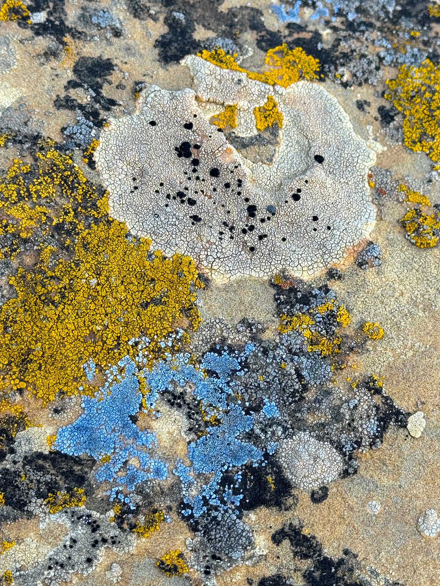 Cosmic Lichen 1 Fine Art Photograph Wrapped Canvas