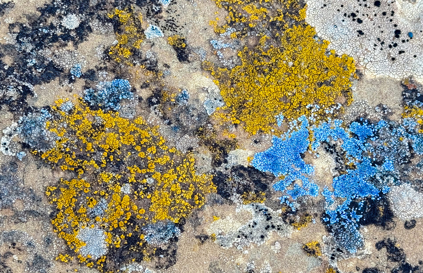 Cosmic Lichen 3 Fine Art Photograph Wrapped Canvas