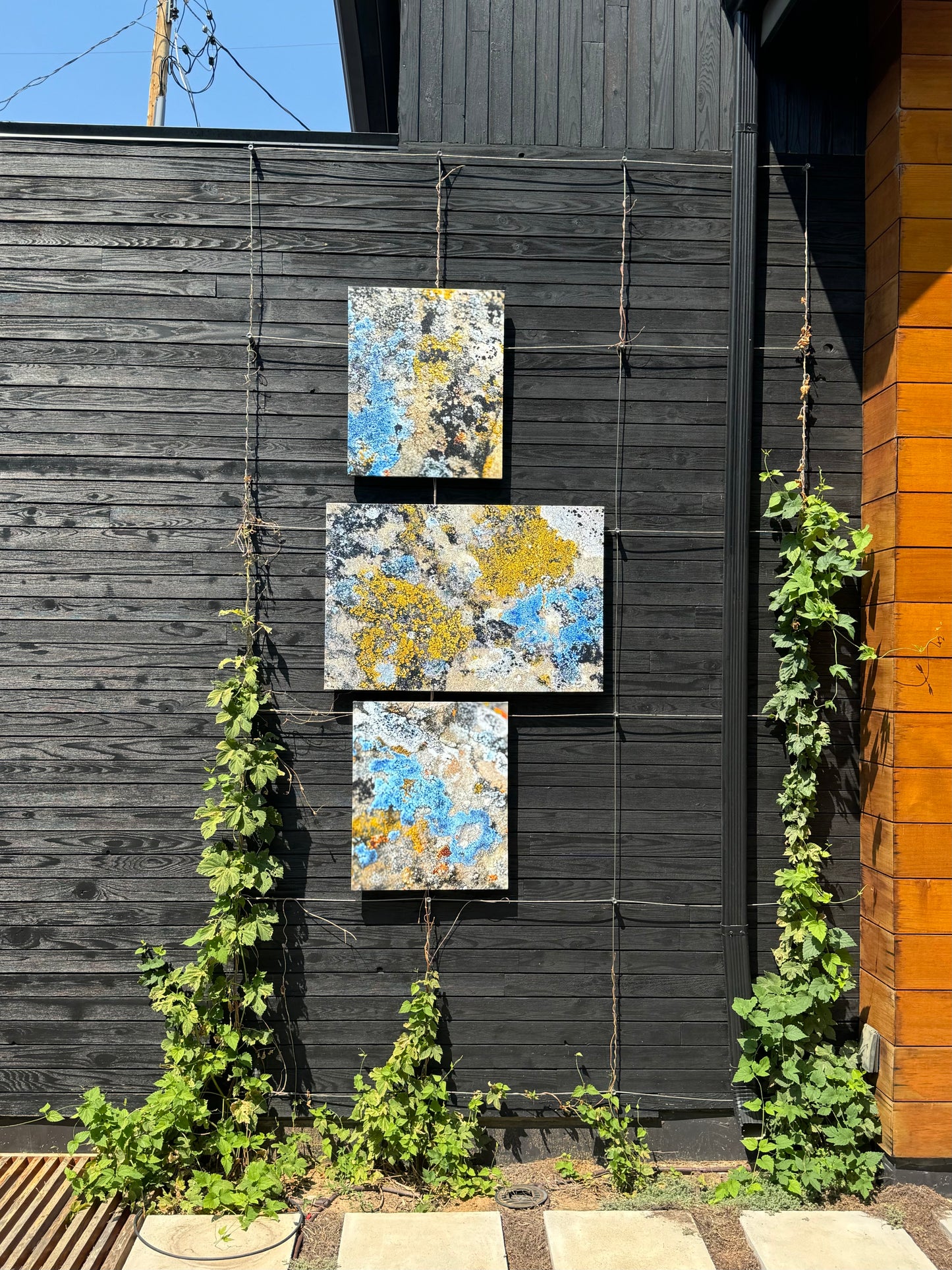 Cosmic Lichen 3 Fine Art Photograph Wrapped Canvas